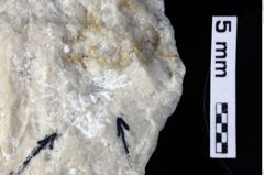 Foto (Detailansicht) von Mecochirus sp. (NHMW-GEO-1990-0041-0212)